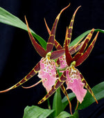 Carica l&#39;immagine nel visualizzatore Galleria, Brassia mix
