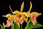 Carica l&#39;immagine nel visualizzatore Galleria, Brassocattleya Keowee (Cattleya Lorraine Shirai × Brassavola nodosa)
