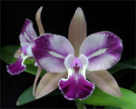 Load image into Gallery viewer, Brassolaeliocattleya Chyong Guu Benz &#39;Fong Yuen&#39;
