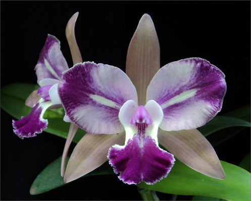 Brassolaeliocattleya Chyong Guu Benz 'Fong Yuen'
