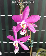 Phalaenopsis Bronze Maiden '3048' (schilleriana x mannii 'Black')
