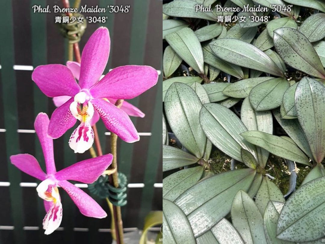 Phalaenopsis Bronze Maiden '3048' (schilleriana x mannii 'Black')