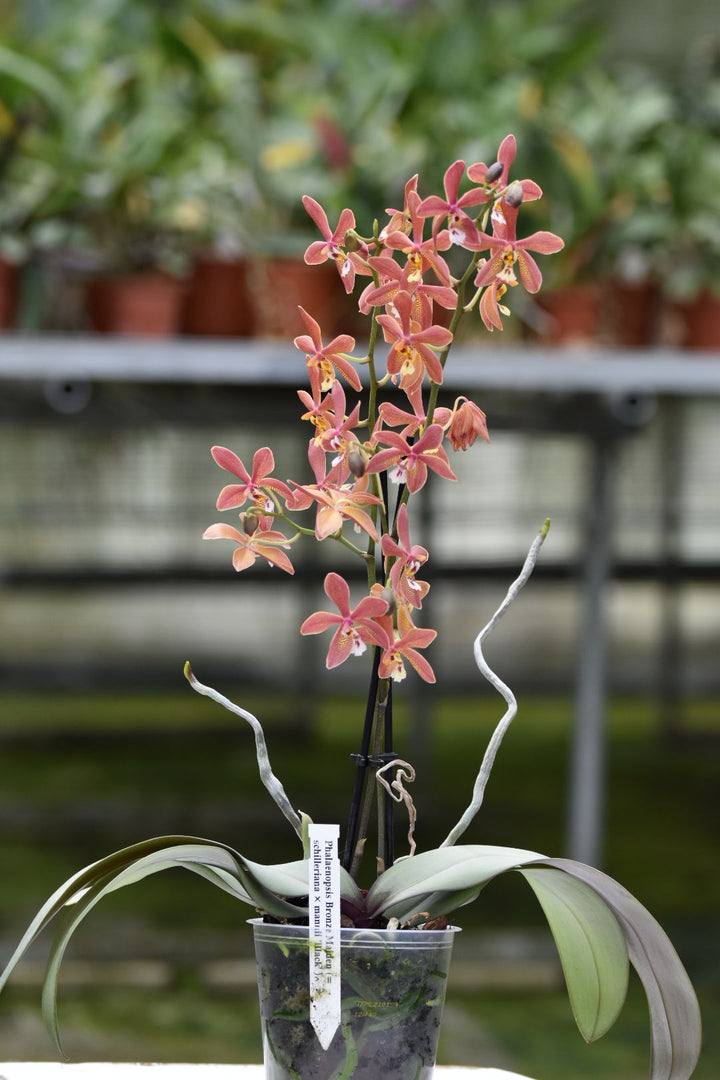 Phalaenopsis Bronze Maiden 'Rio' (schilleriana x mannii 'Black' )