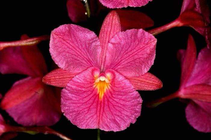 Broughtonia sanguinea