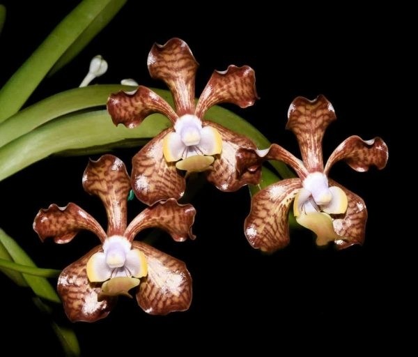 Vanda brunnea