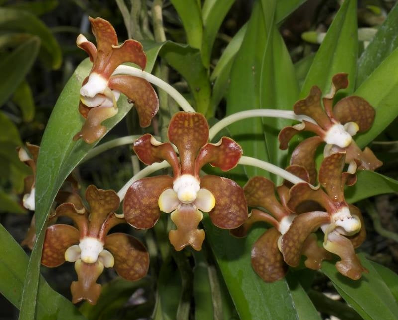 Vanda brunnea