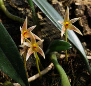 Bulbophyllum affine