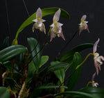 Load image into Gallery viewer, Bulbophyllum ambrosia