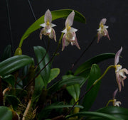 Bulbophyllum ambrosia
