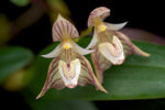 Load image into Gallery viewer, Bulbophyllum ambrosia
