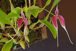 Load image into Gallery viewer, Bulbophyllum blumei