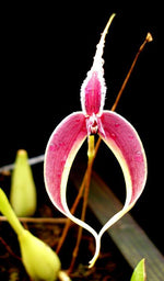 Load image into Gallery viewer, Bulbophyllum blumei