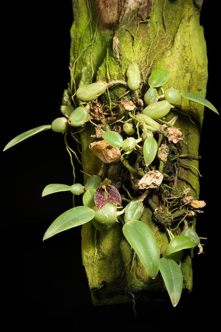 Bulbophyllum cambodianum