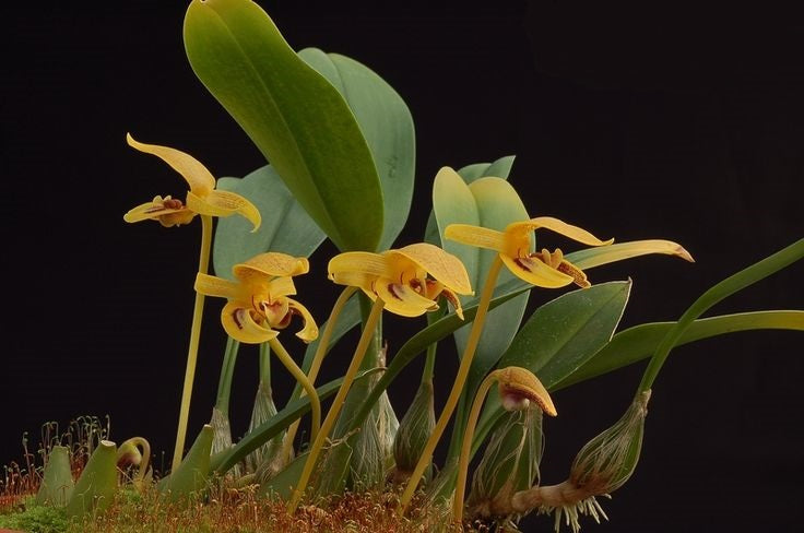 Bulbophyllum dearei