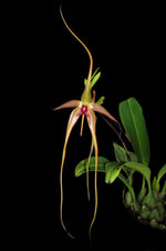 Carica l'immagine nel visualizzatore Galleria, Bulbophyllum echinolabium