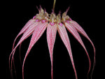 Carica l&#39;immagine nel visualizzatore Galleria, Bulbophyllum Elizabeth Ann
