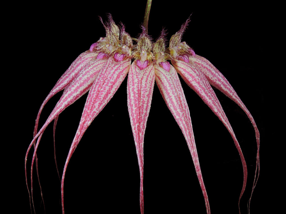 Bulbophyllum Elizabeth Ann