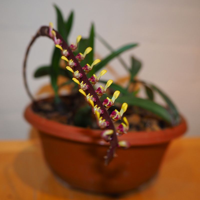 Bulbophyllum falcatum