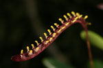 Load image into Gallery viewer, Bulbophyllum falcatum
