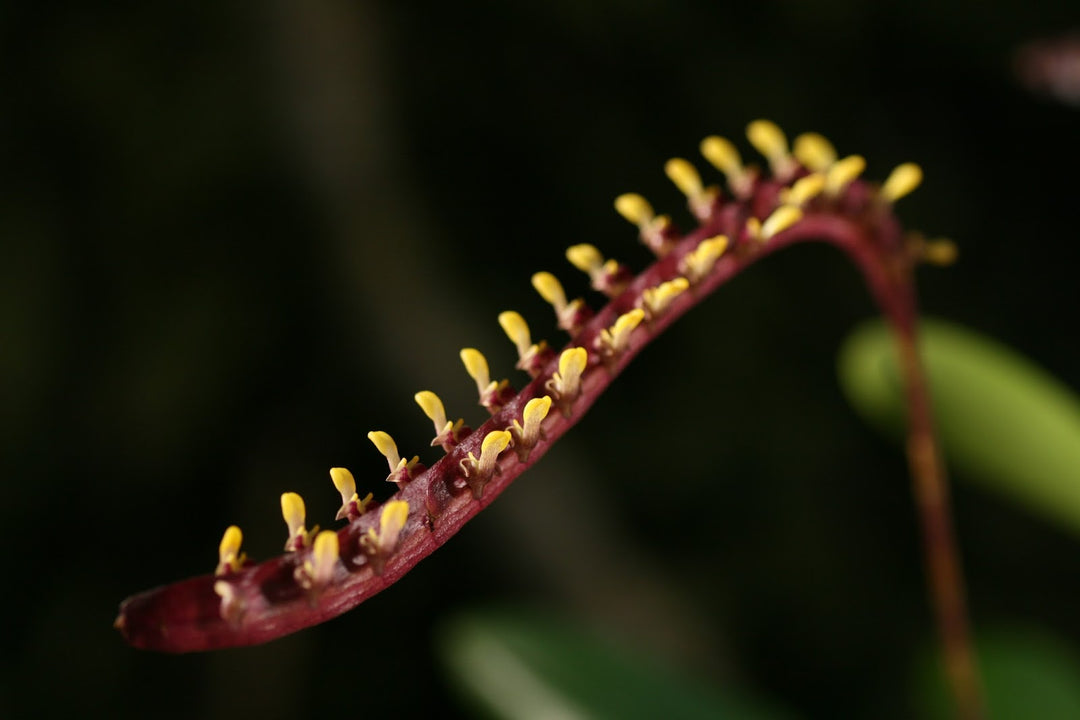 Bulbophyllum falcatum