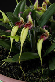 Bulbophyllum fascinator var. semi alba