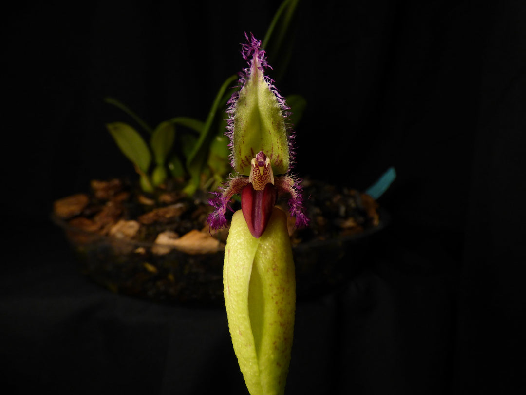 Bulbophyllum fascinator var. semi alba