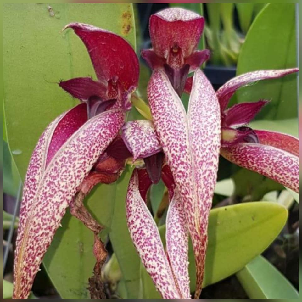 Bulbophyllum Siam Dragon Claw (phalaenopsis x fascinator)
