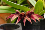 Carica l&#39;immagine nel visualizzatore Galleria, Bulbophyllum frostii x Bulbophyllum phalaenopsis
