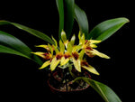 Load image into Gallery viewer, Bulbophyllum graveolens