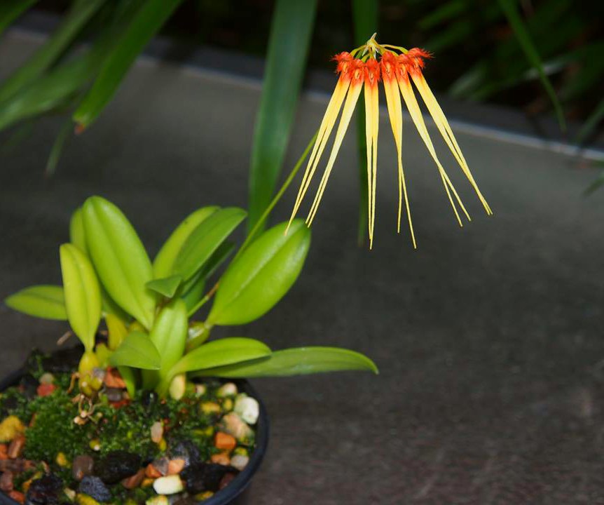 Bulbophyllum hirundinis