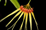 Load image into Gallery viewer, Bulbophyllum hirundinis