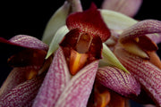 Bulbophyllum Krarit Vejvarut (longissimum x phalaenopsis)