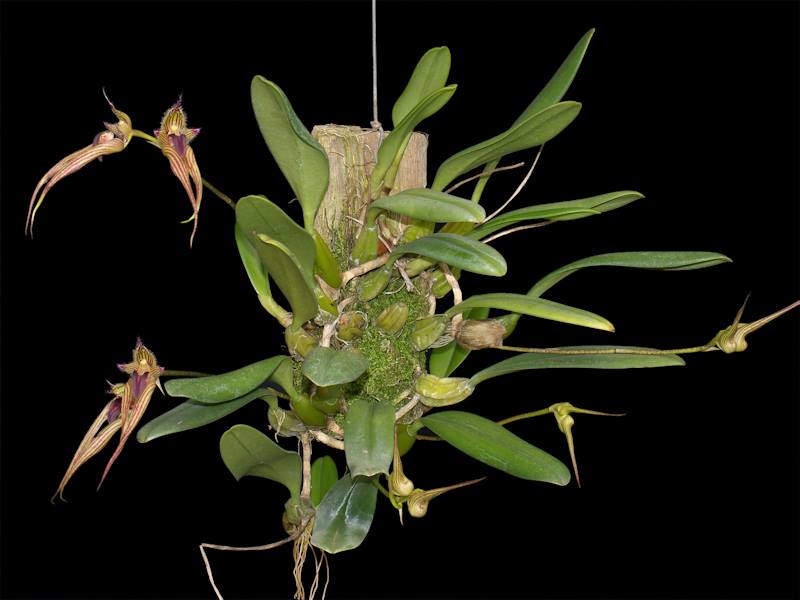 Bulbophyllum Linda's Glory (B. fascinator × B. bicolor)