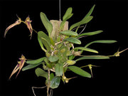 Bulbophyllum Linda's Glory (B. fascinator × B. bicolor)