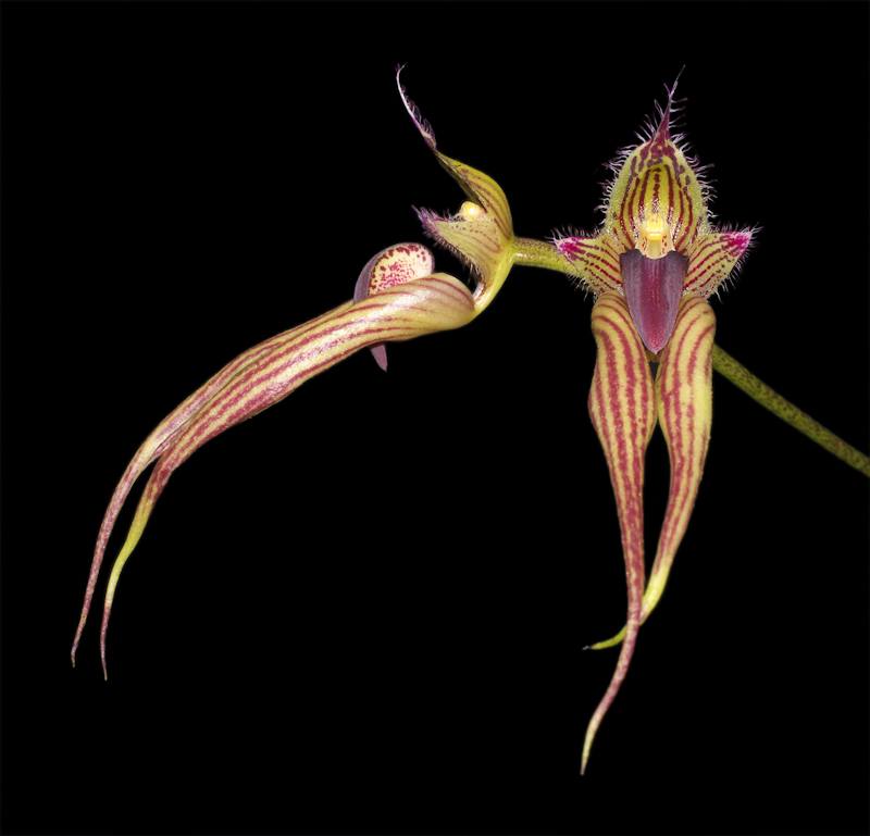 Bulbophyllum Linda's Glory (B. fascinator × B. bicolor)