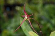 Bulbophyllum nasseri