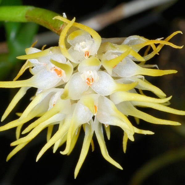 Bulbophyllum odoratissimum
