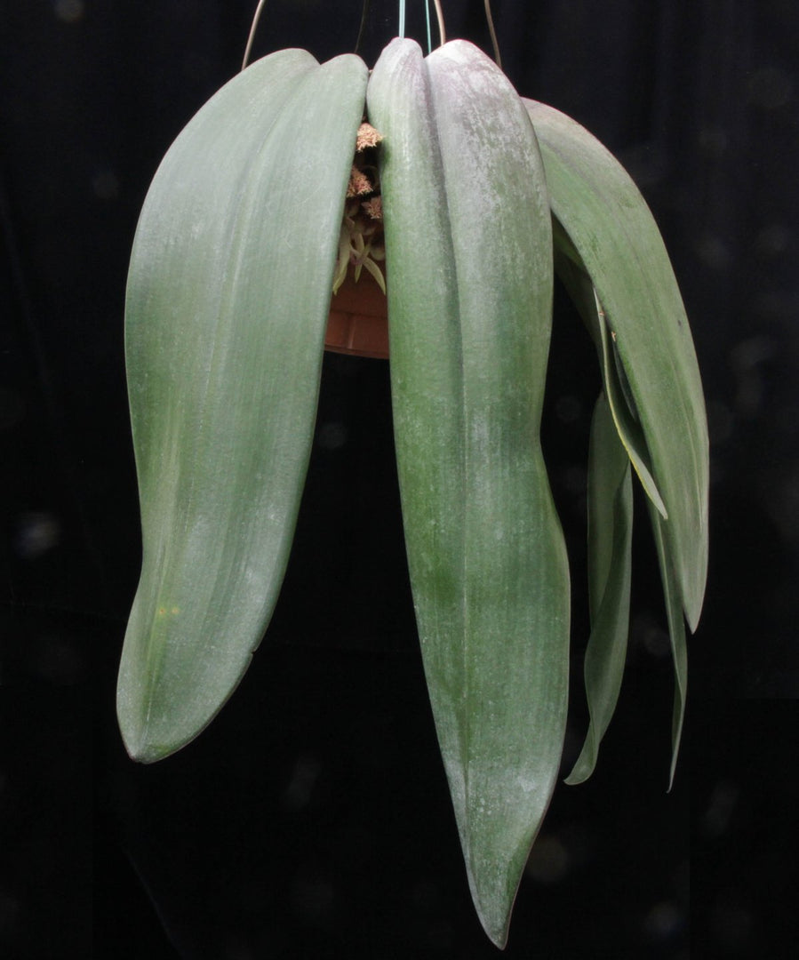 Bulbophyllum phalaenopsis
