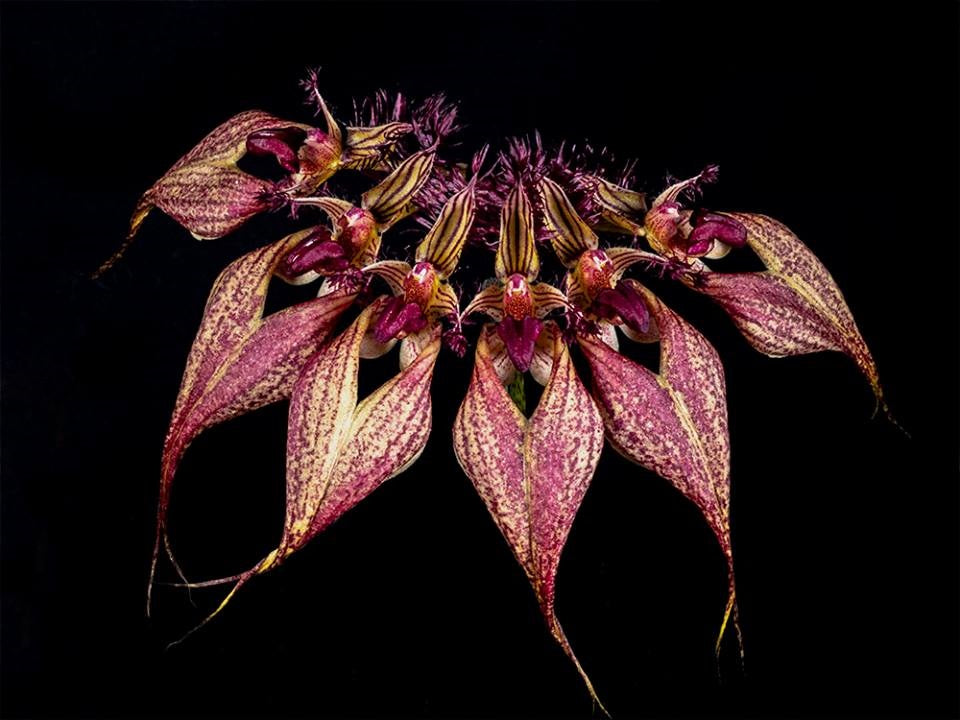 Bulbophyllum rothschildianum