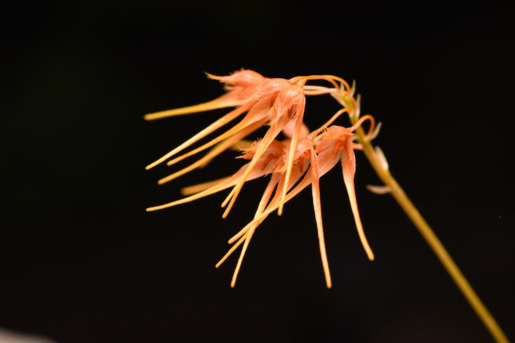 Bulbophyllum taiwanense