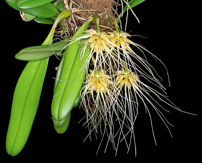 Bulbophyllum vaginatum