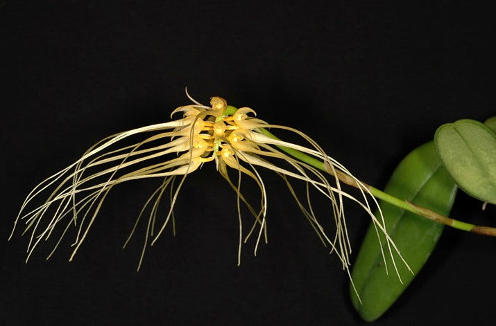 Bulbophyllum vaginatum