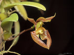 Load image into Gallery viewer, Bulbophyllum lasiochilum
