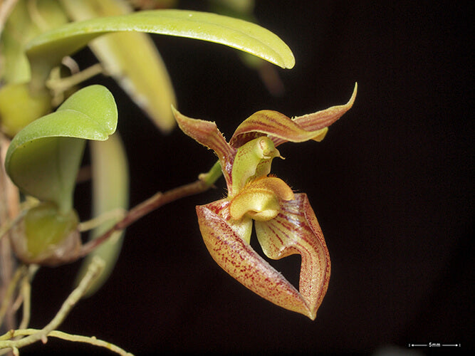 Bulbophyllum lasiochilum