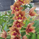 Load image into Gallery viewer, Fredclarkeara After Dark 'Sunset Valley Orchids' FCC/AOS