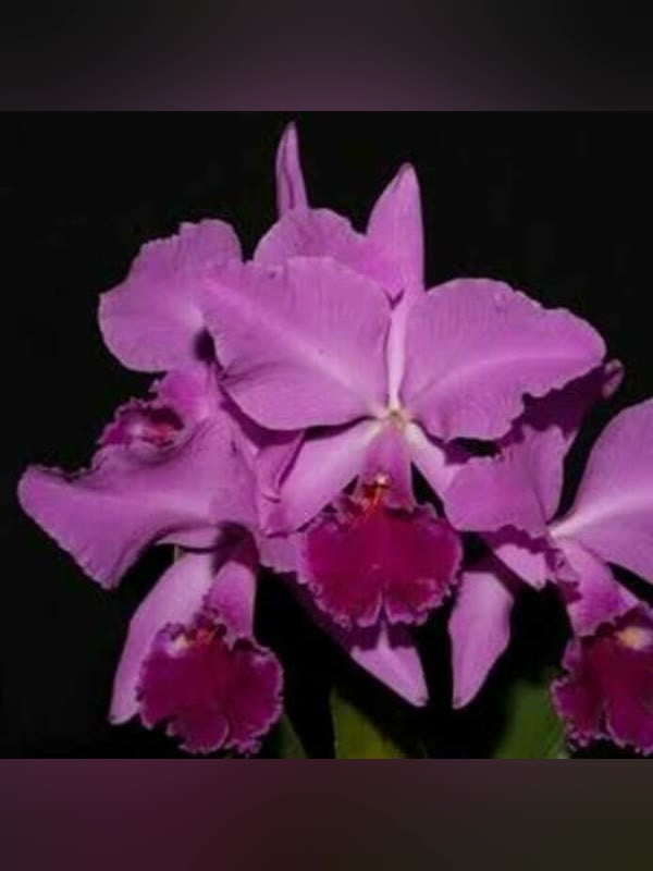 Cattleya aclandiae type 'Sakamoto' - Br Orquidea