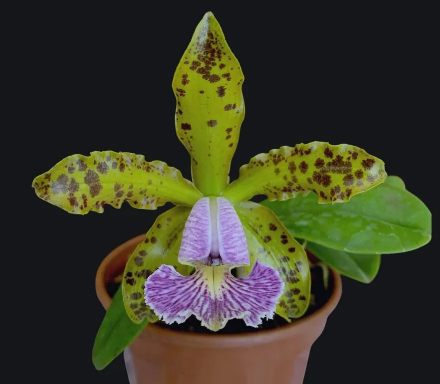 Cattleya schilleriana var. coerulea