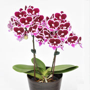 Phalaenopsis Fong Tien's Amapearl 'Cone Pearl CL913G'