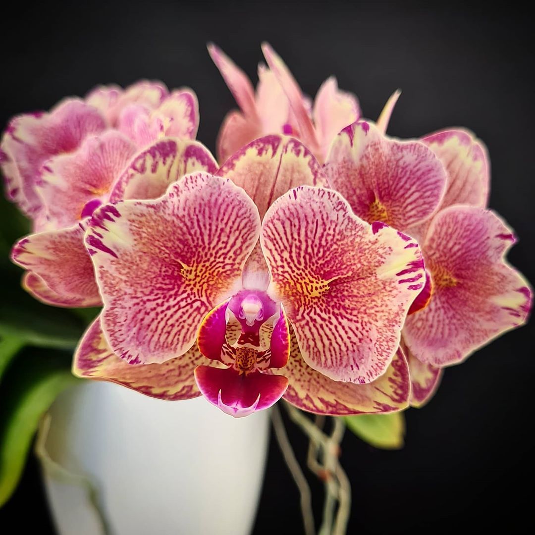 Phalaenopsis Pirate Picotee 'Peloric'