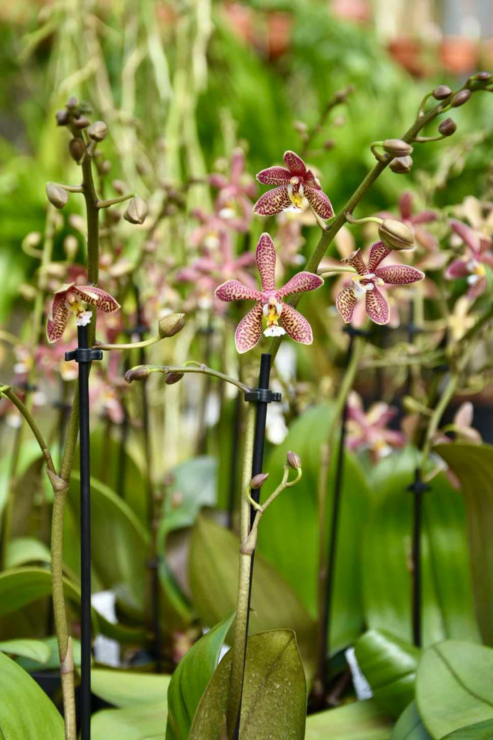 Phalaenopsis Yaphon Pink Lady (Jiaho's Pink Girl 'Sweet Fragrance' x mannii 'Black')